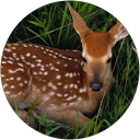 MineaLumi V. profile picture